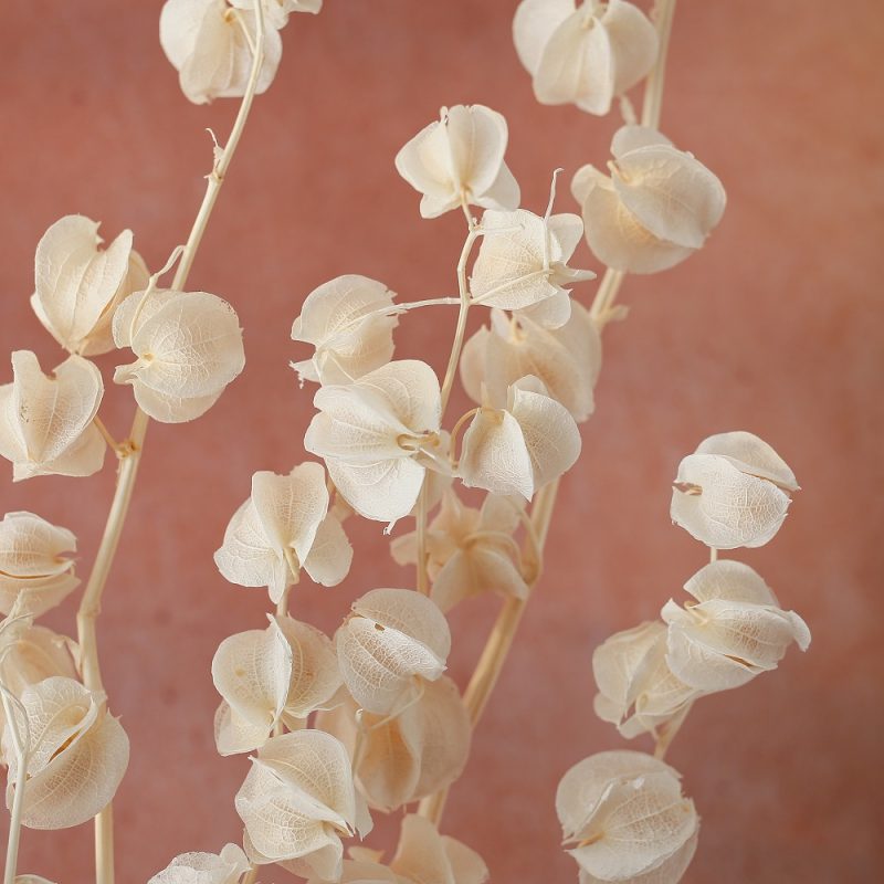 White Preserved Bougainvillea
