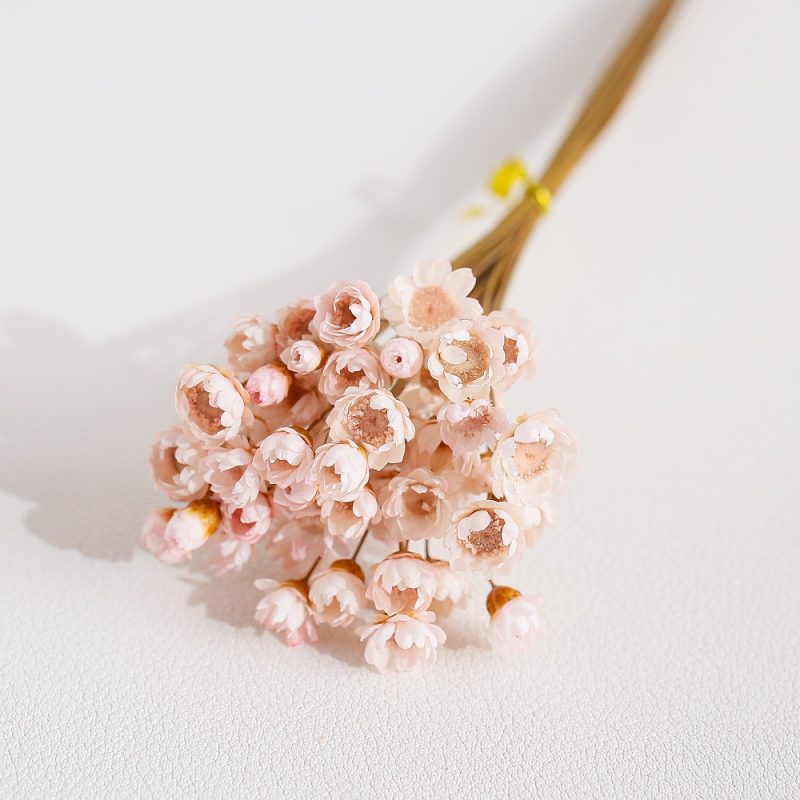 Light Pink Dried Glixia Flower