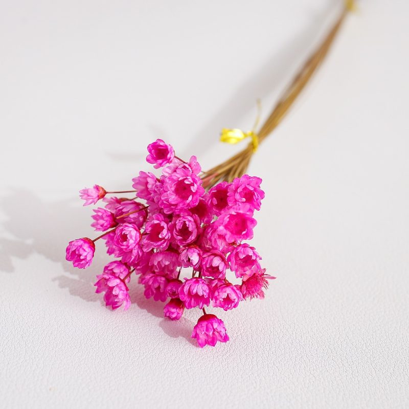 Magenta Dried Glixia Flower