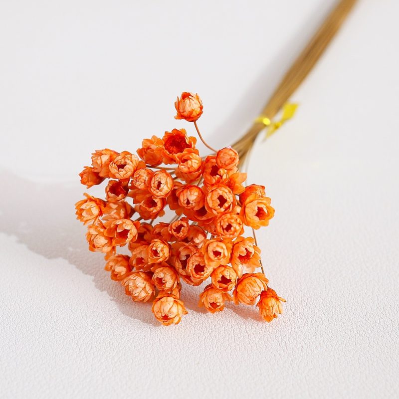 Orange Dried Glixia Flower