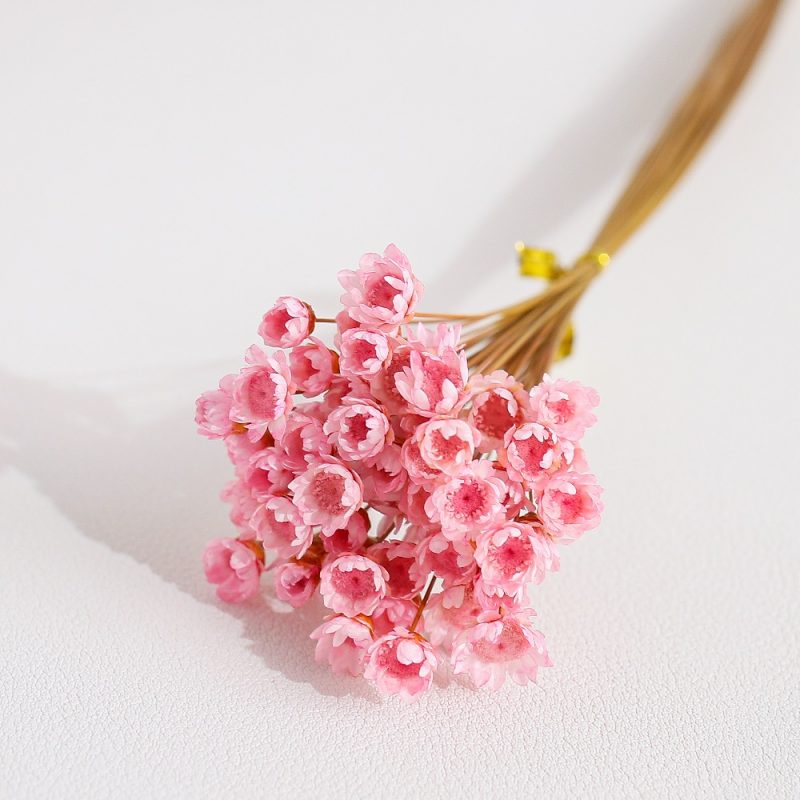 Pink Dried Glixia Flower