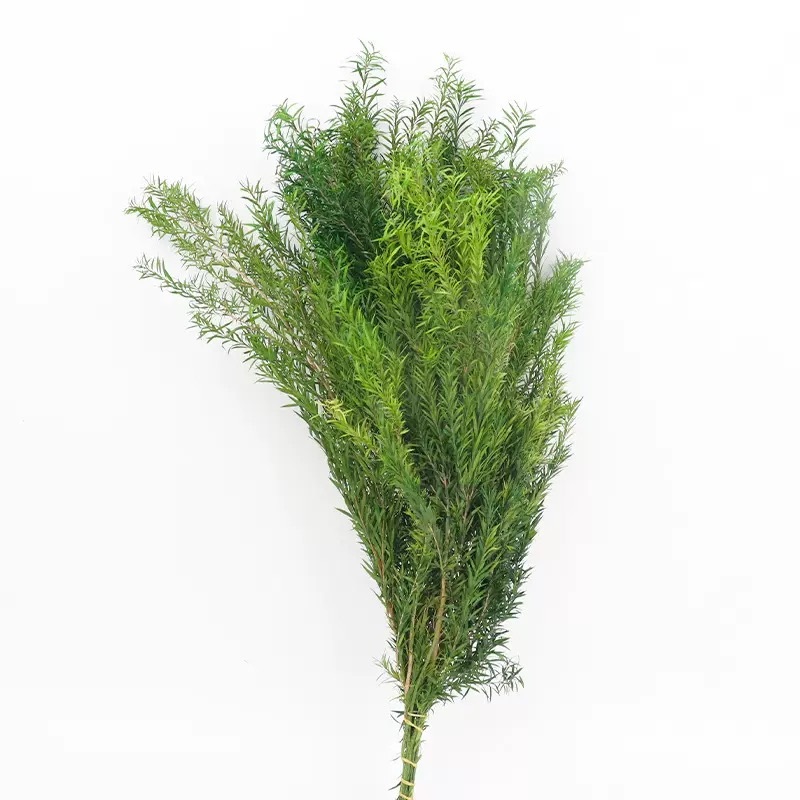 Preserved Melaleuca Bracteata green