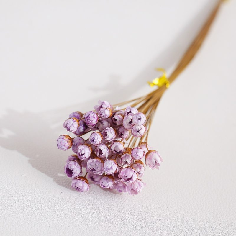 Lilac Dried Glixia Flower