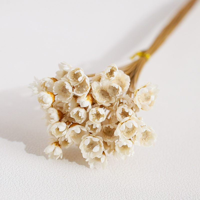 White Dried Glixia Flower