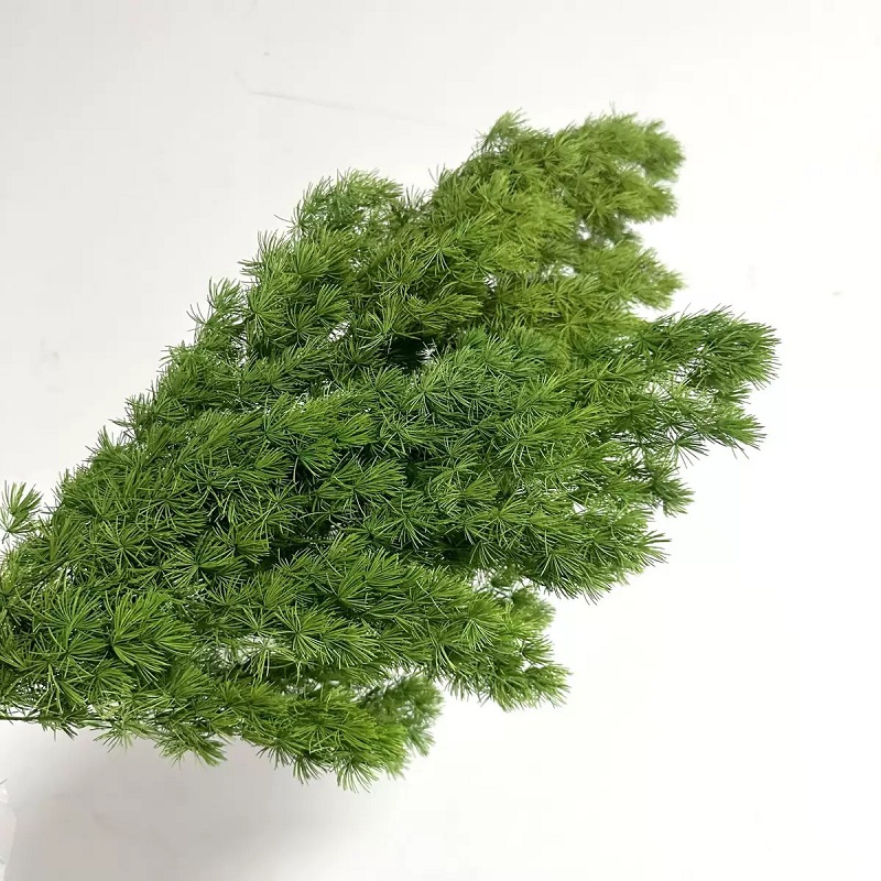 Green dried Ming Asparagus