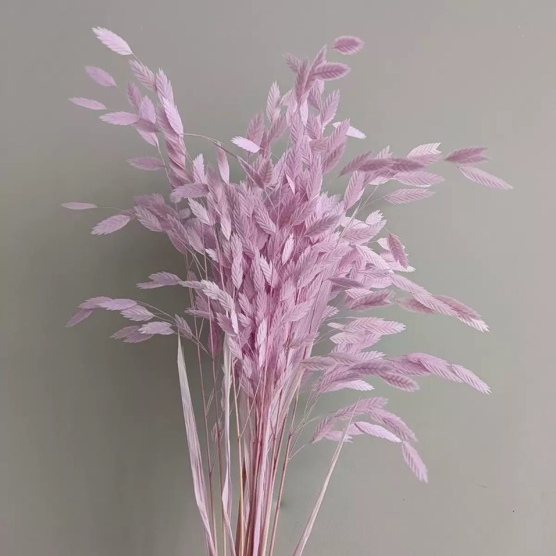 lilac preserved flower northern sea oat grass