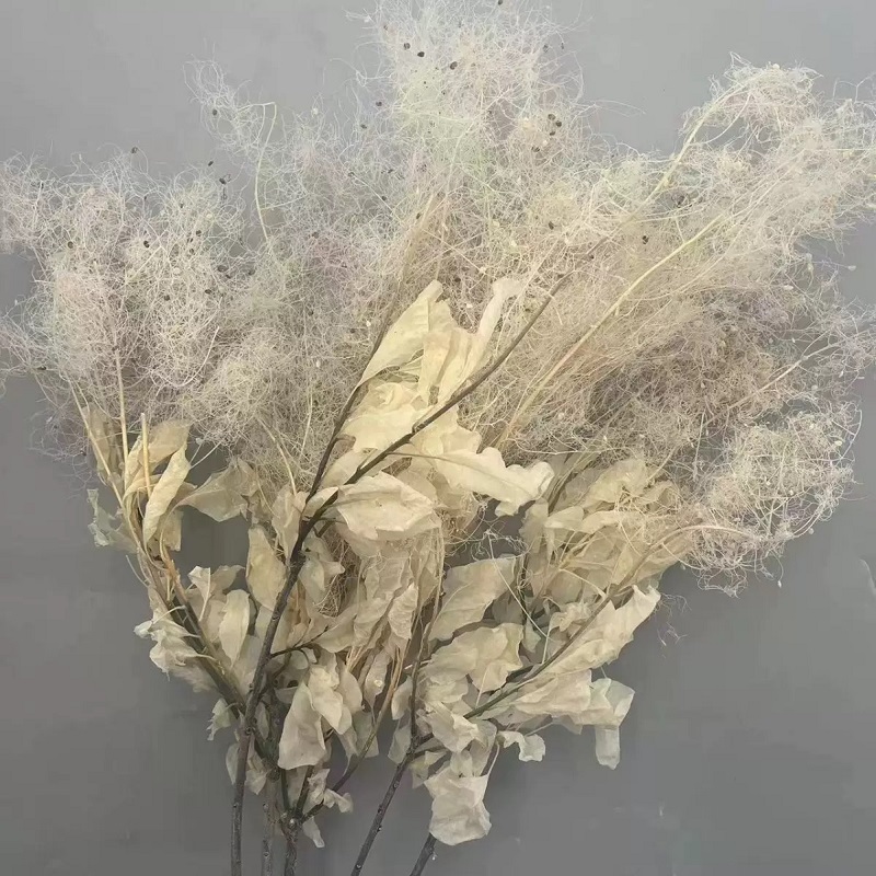 preserved smoke tree cream