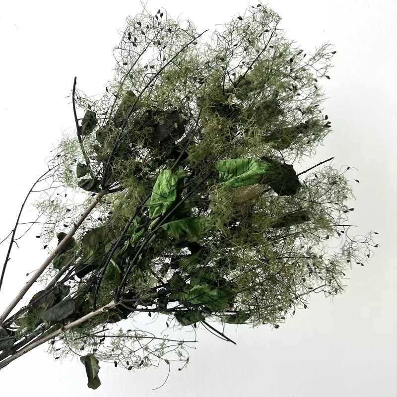 preserved smoke tree dark green