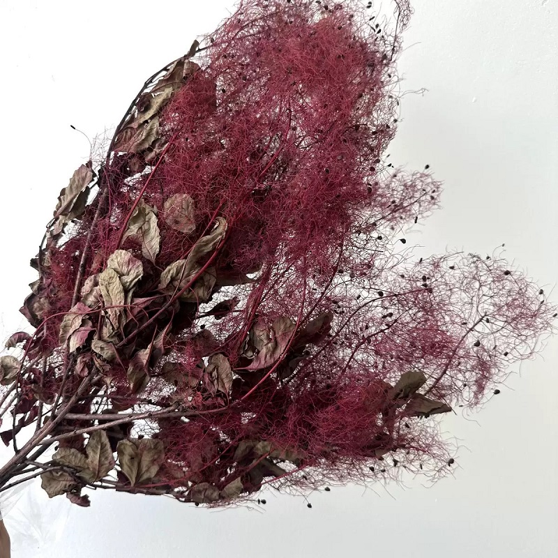 preserved smoke tree cerise red