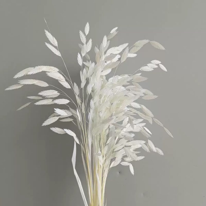 white preserved flower northern sea oat grass