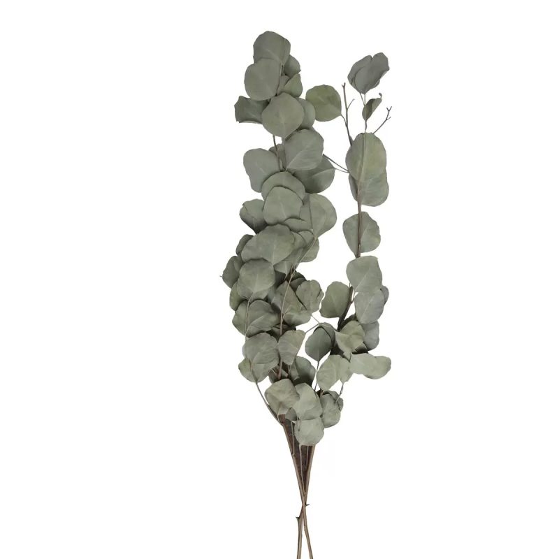 dried natural green Eucalyptus Cinerea