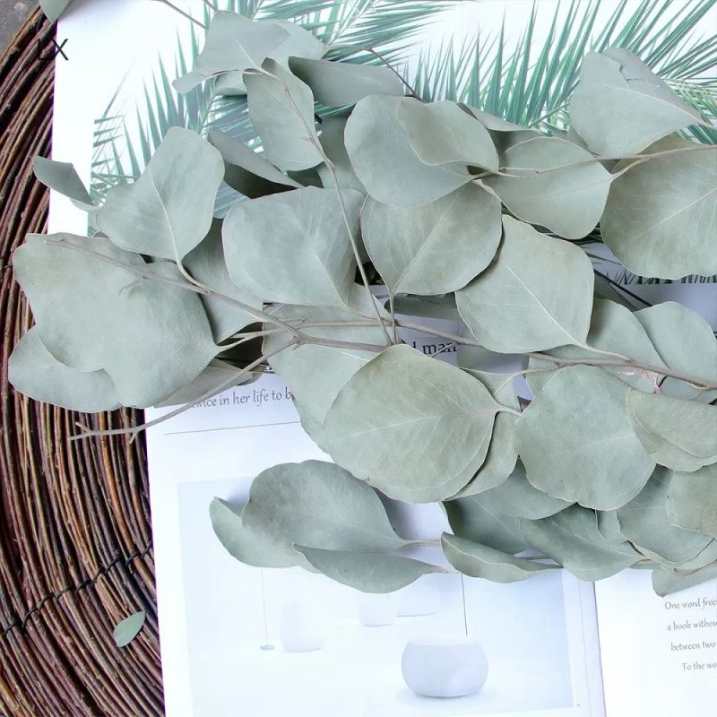 dried natural green Eucalyptus Cinerea