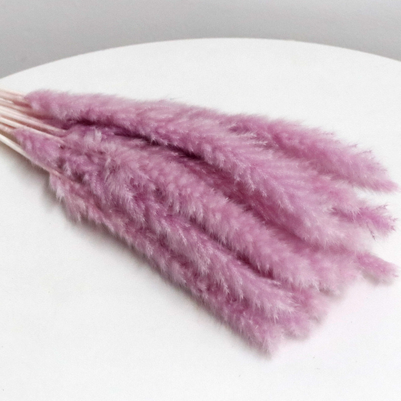 lilac slim pampas grass