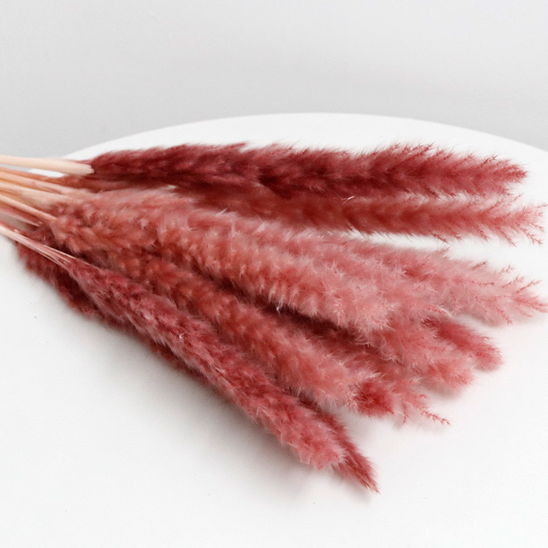 vintage red slim pampas grass