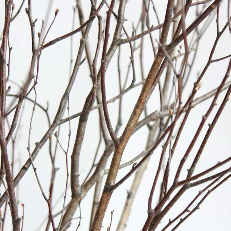 natural brown dried birch twigs