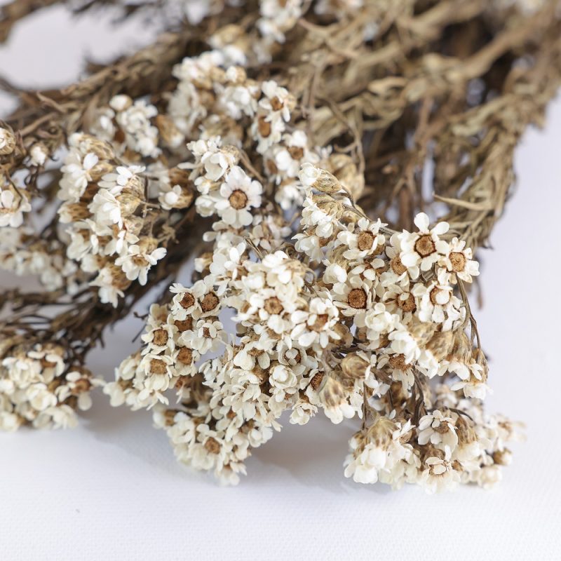 dried Ixodia Flower