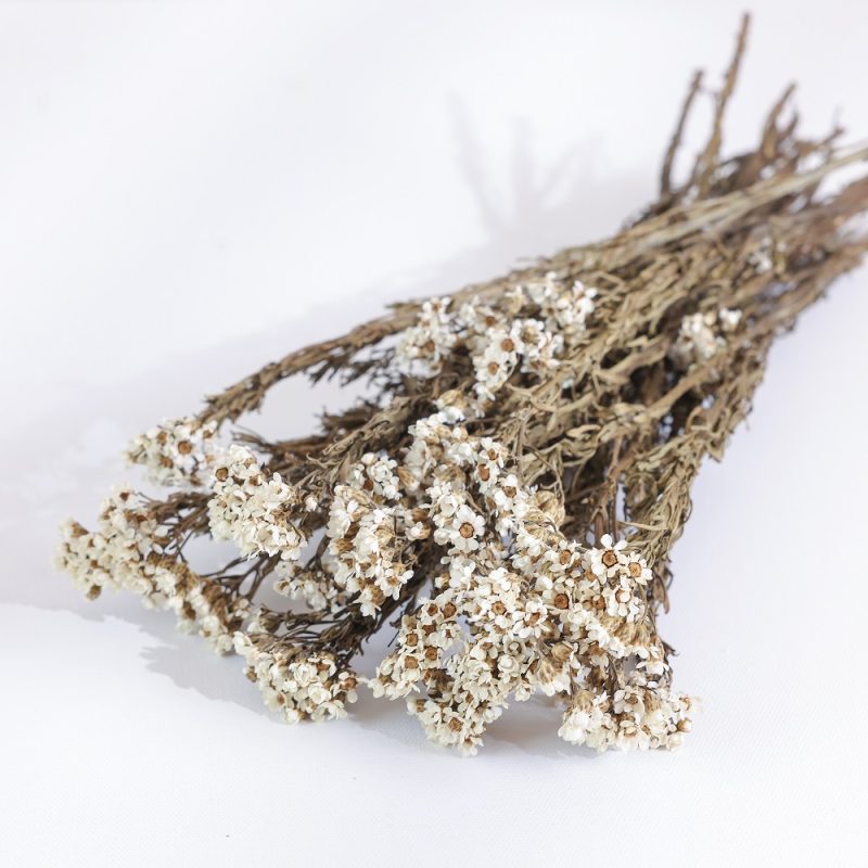 dried Ixodia Flower