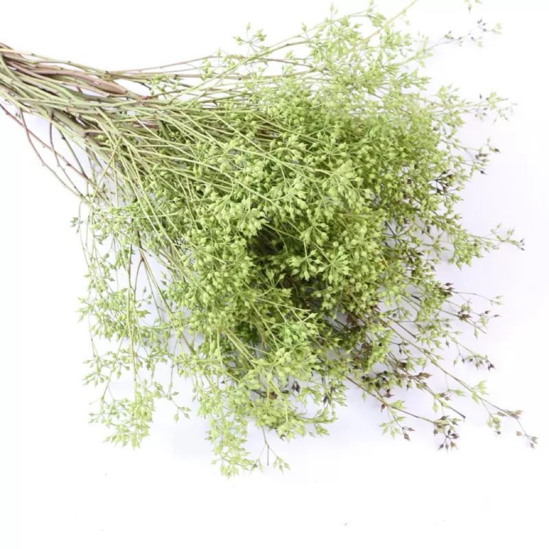 Dried Eucalyptus Nicolii Seed Stems