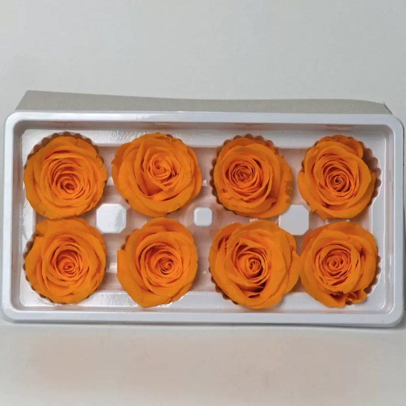 Preserved rose heads orange