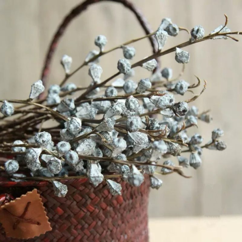 Dried eucalyptus fruit