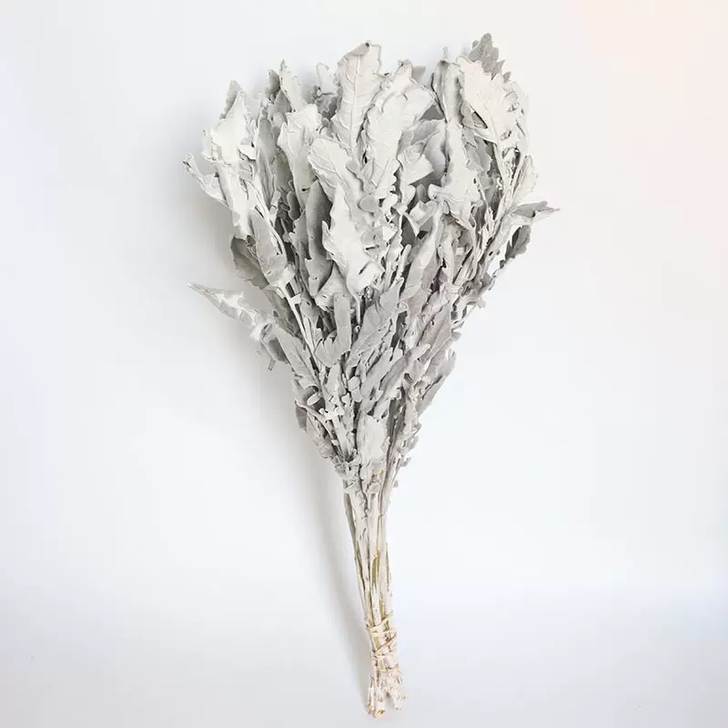 Dried Dusty Miller