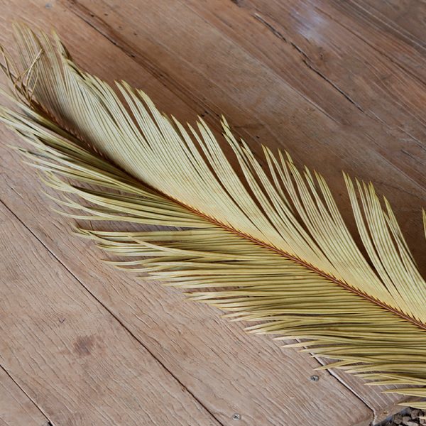 natural folium cycas